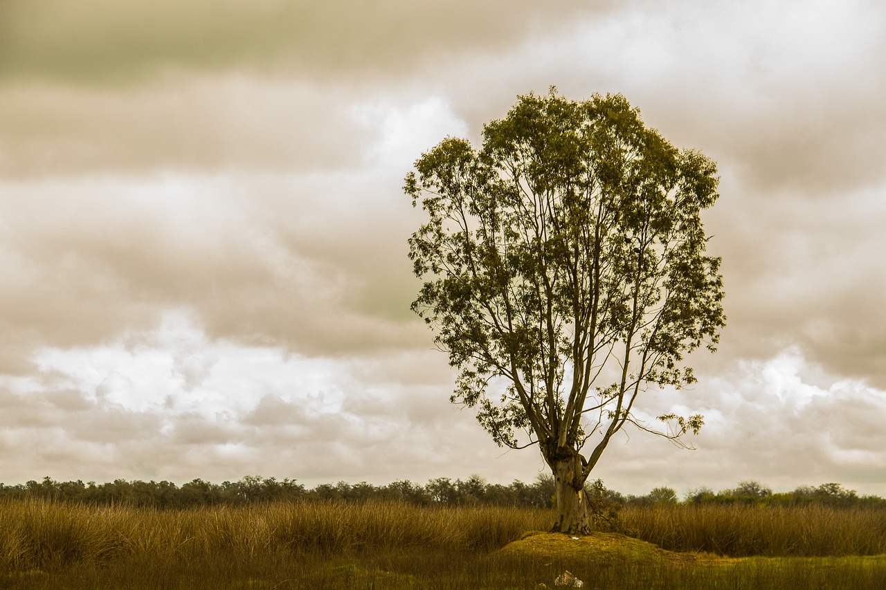 The Impact of Minimalism on Your Daily Routine